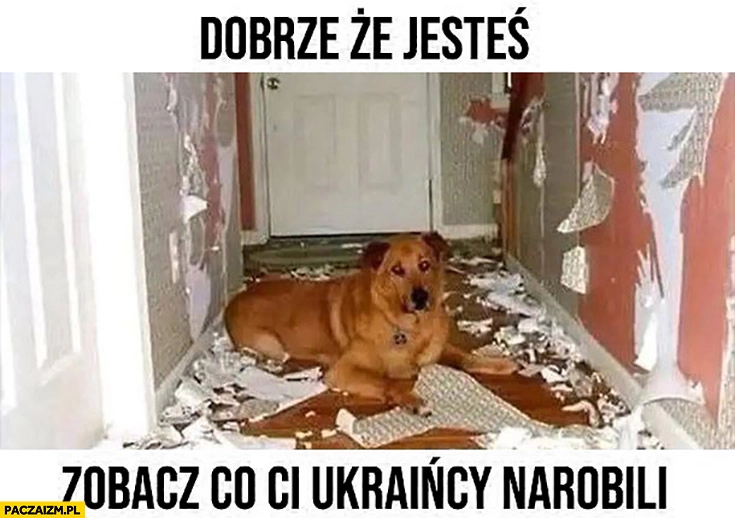 
    Pies dobrze że jesteś zobacz co ci Ukraińcy narobili