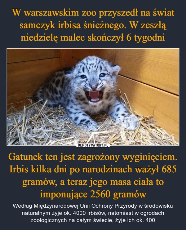 
    W warszawskim zoo przyszedł na świat samczyk irbisa śnieżnego. W zeszłą niedzielę malec skończył 6 tygodni Gatunek ten jest zagrożony wyginięciem. Irbis kilka dni po narodzinach ważył 685 gramów, a teraz jego masa ciała to imponujące 2560 gramów