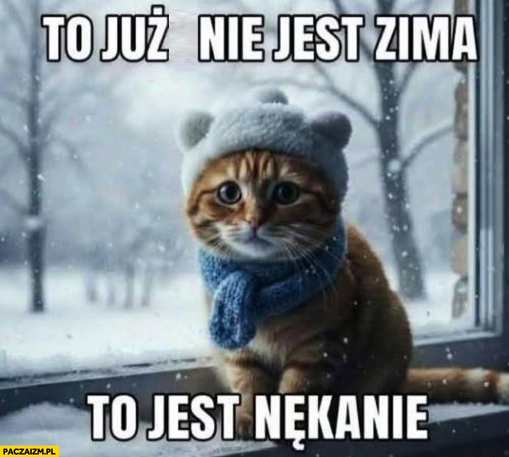 
    To już nie jest zima to jest nękanie kot kotek