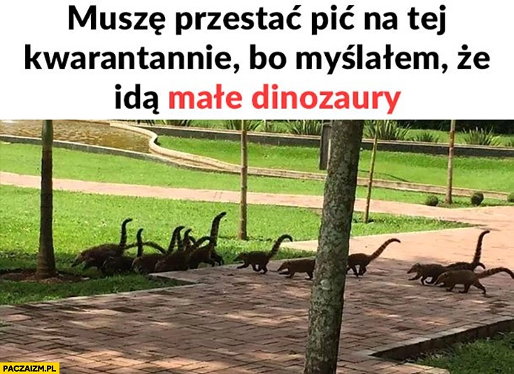 
    Musze przestać pić na tej kwarantannie bo myślałem, że idą małe dinozaury ogony