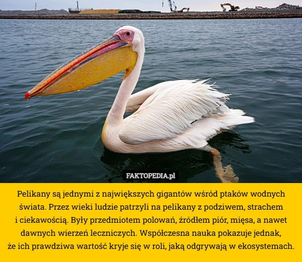 
    Pelikany są jednymi z największych gigantów wśród ptaków wodnych świata.