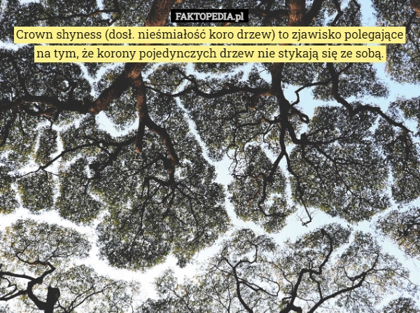 
    Crown shyness (dosł. nieśmiałość koro drzew) to zjawisko polegające na tym,