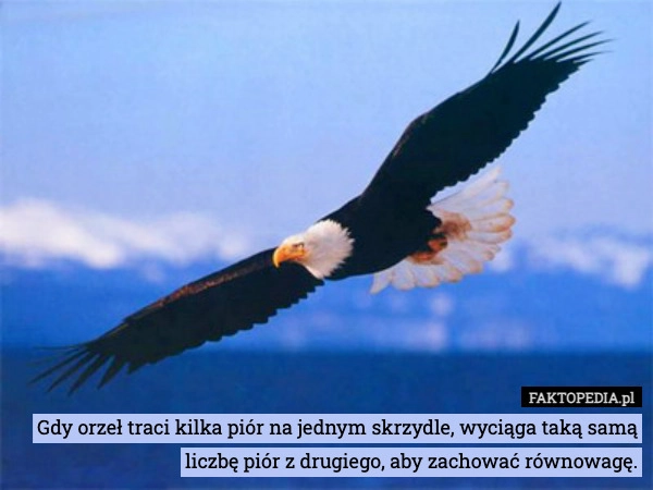 
    Gdy orzeł traci kilka piór na jednym skrzydle, wyciąga taką samą liczbę