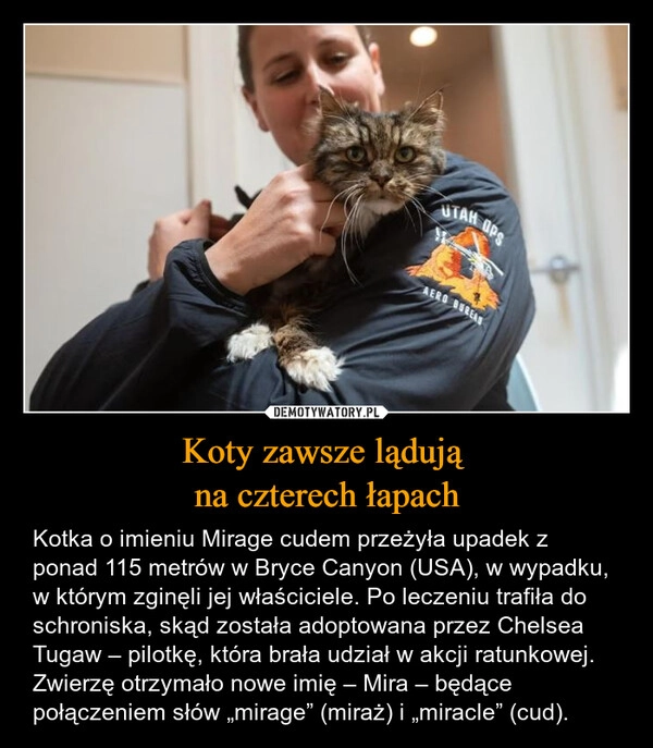 
    Koty zawsze lądują 
na czterech łapach