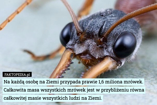 
    Na każdą osobę na Ziemi przypada prawie 1,6 miliona mrówek. Całkowita masa