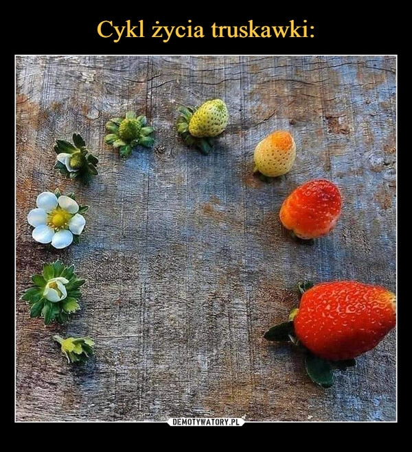 
    Cykl życia truskawki: