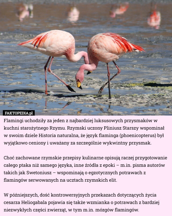 
    Flamingi uchodziły za jeden z najbardziej luksusowych przysmaków w kuchni...