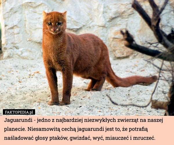 
    Jaguarundi - jedno z najbardziej niezwykłych zwierząt na naszej planecie.