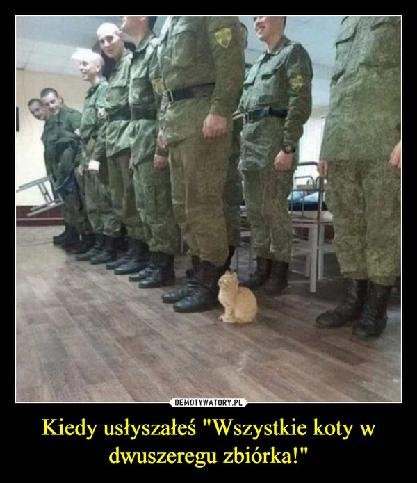 
    Kiedy usłyszałeś "Wszystkie koty w dwuszeregu zbiórka!"