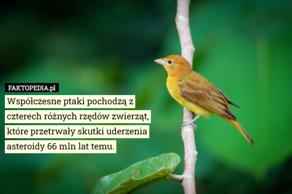 
    Współczesne ptaki pochodzą z czterech różnych rzędów zwierząt, które przetrwały...