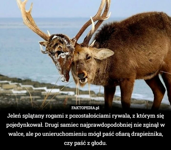 
    Jeleń splątany rogami z pozostałościami rywala, z którym się pojedynkował.