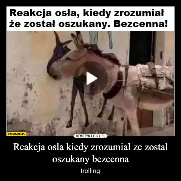 
    Reakcja osla kiedy zrozumial ze zostal oszukany bezcenna