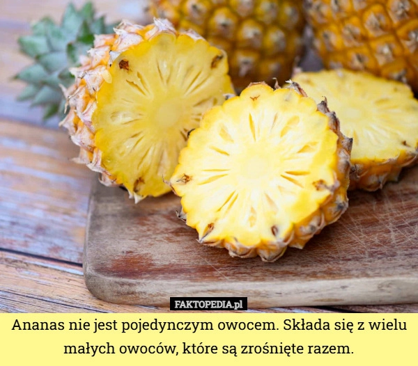 
    Ananas nie jest pojedynczym owocem. Składa się z wielu małych owoców, które