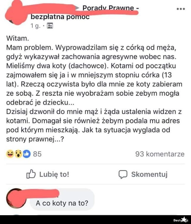 
    Wojna o koty 