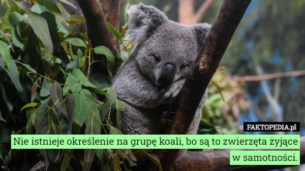 
    Nie istnieje określenie na grupę koali, bo są to zwierzęta żyjące w samotności.