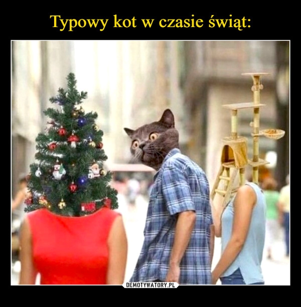 
    Typowy kot w czasie świąt: