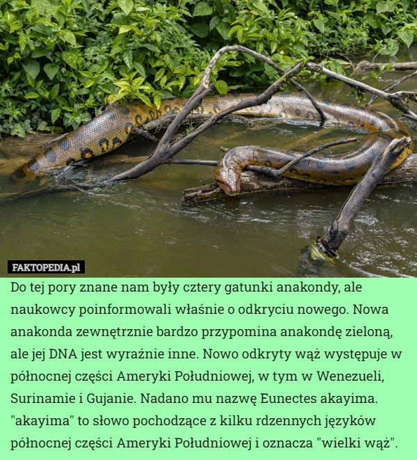 
    Do tej pory znane nam były cztery gatunki anakondy, ale naukowcy poinformowali