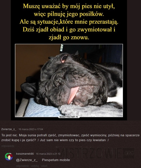 
    Pieskie życie