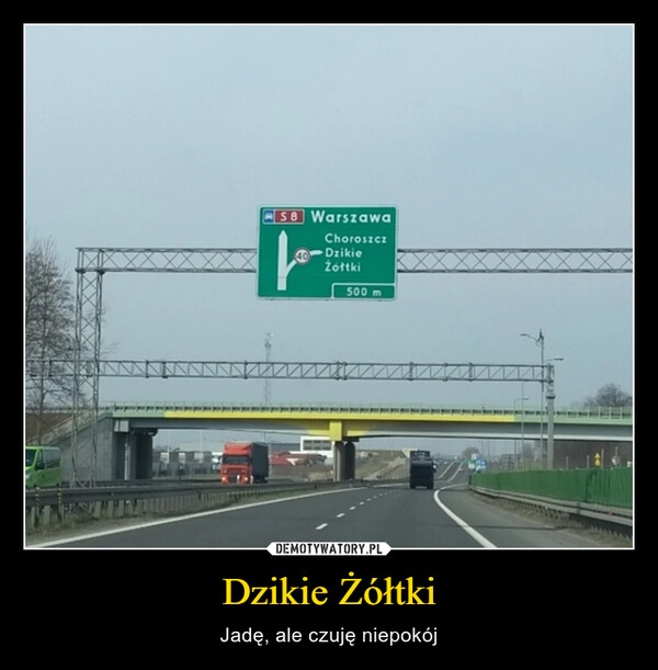 
    Dzikie Żółtki