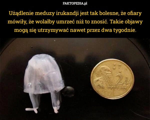 
    Użądlenie meduzy irukandji jest tak bolesne, że ofiary mówiły, że wolałby