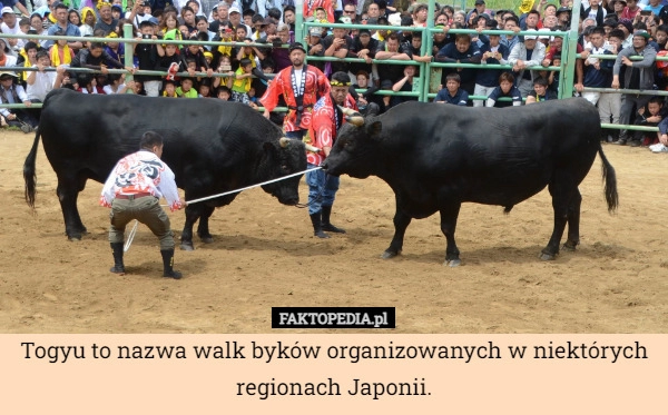 
    Togyu to nazwa walk byków organizowanych w niektórych regionach Japonii.