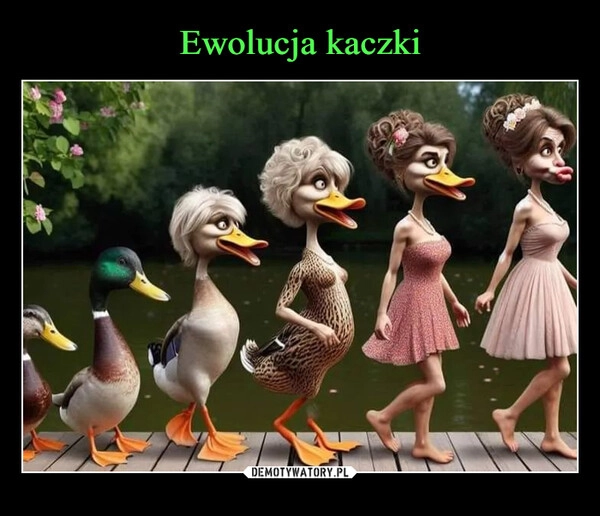 
    Ewolucja kaczki