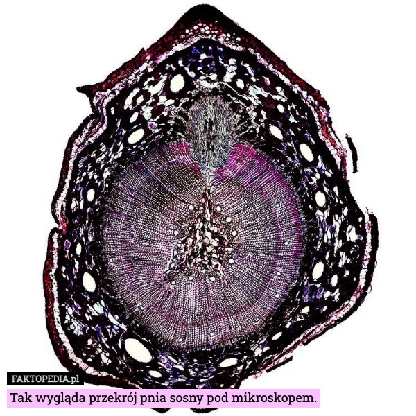 
    Tak wygląda przekrój pnia sosny pod mikroskopem.