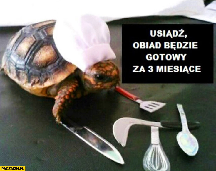 
    Usiądź obiad będzie gotowy za 3 miesiące żółw