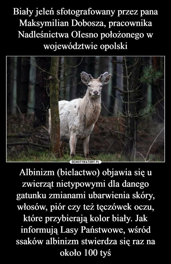 
    Biały jeleń sfotografowany przez pana Maksymilian Dobosza, pracownika Nadleśnictwa OIesno położonego w województwie opolski Albinizm (bielactwo) objawia się u zwierząt nietypowymi dla danego gatunku zmianami ubarwienia skóry, włosów, piór czy też tęczówek oczu, które przybierają kolor biały. Jak informują Lasy Państwowe, wśród ssaków albinizm stwierdza się raz na około 100 tyś