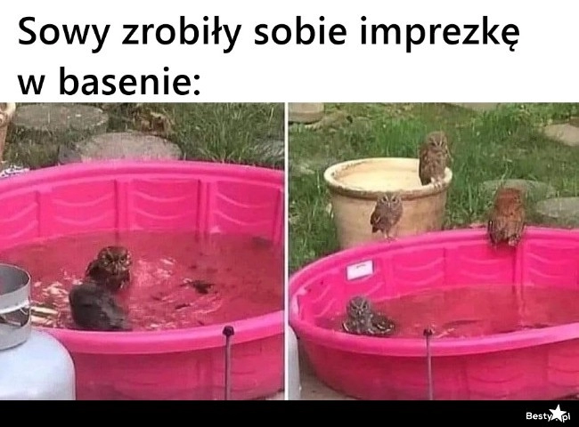 
    Imprezka w basenie 