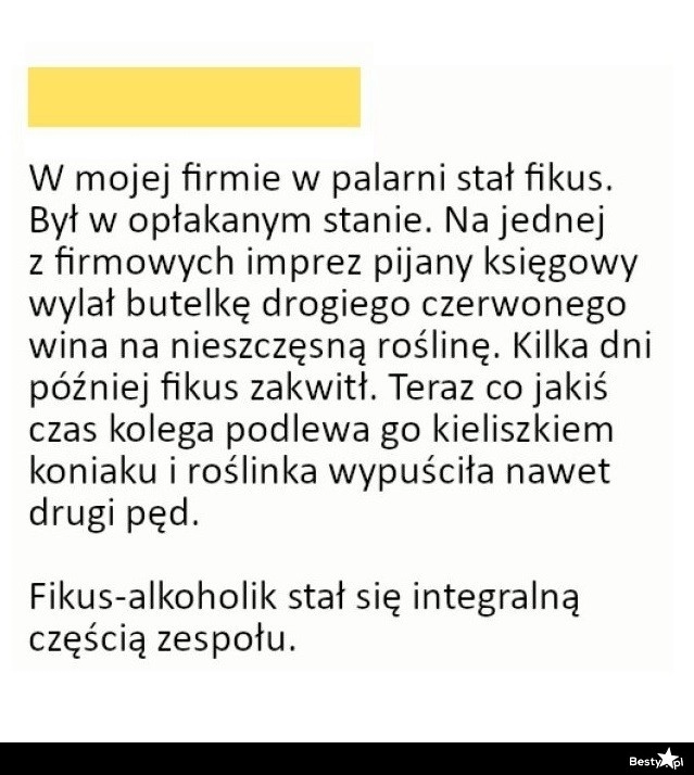 
    Pracowniczy fikus 