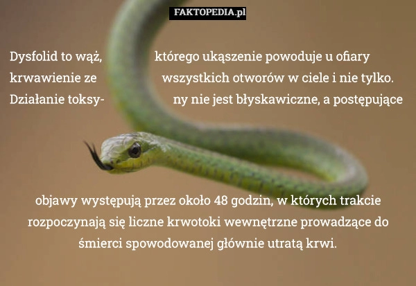 
    Dysfolid to wąż,                 którego ukąszenie powoduje u ofiary krwawienie