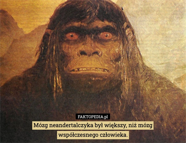 
    Mózg neandertalczyka był większy, niż mózg
współczesnego człowieka.