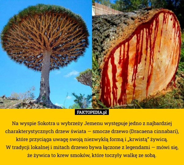 
    Na wyspie Sokotra u wybrzeży Jemenu występuje jedno z najbardziej charakterystycznych