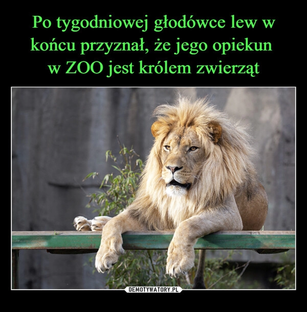 
    Po tygodniowej głodówce lew w końcu przyznał, że jego opiekun 
w ZOO jest królem zwierząt