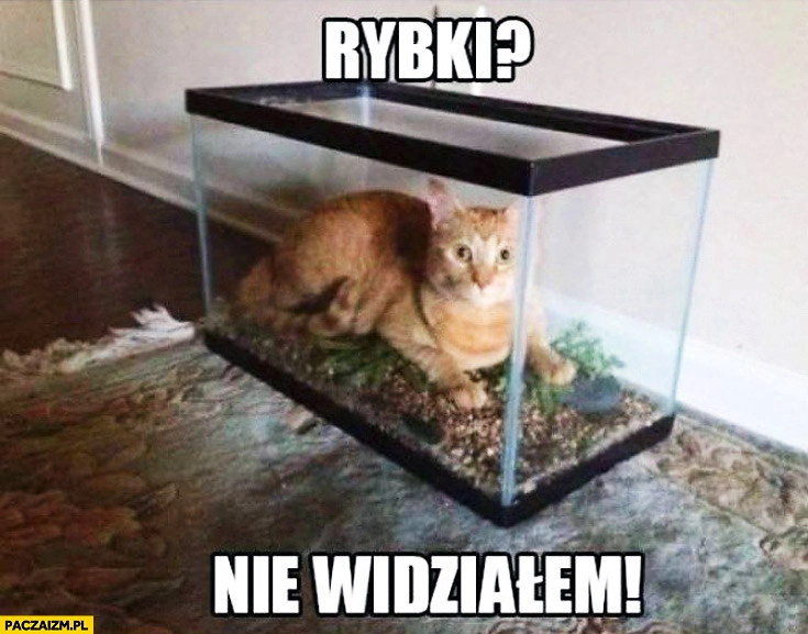 Rybki? Nie widziałem kot w akwarium