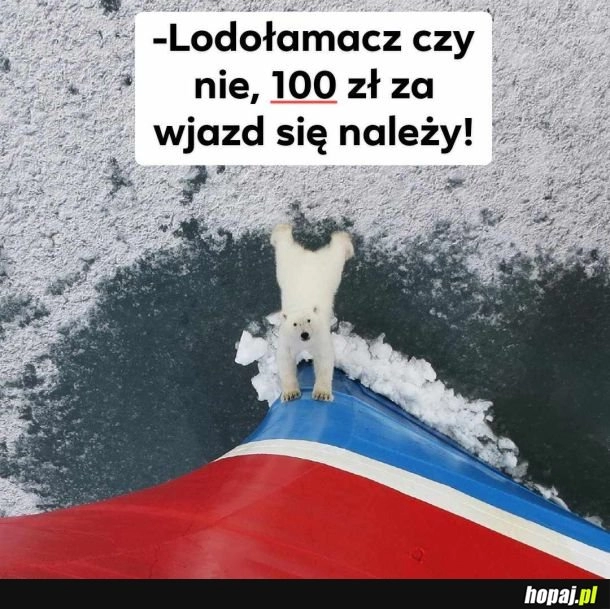 
    100 zł