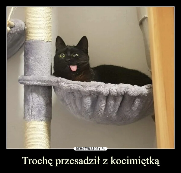 
    Trochę przesadził z kocimiętką