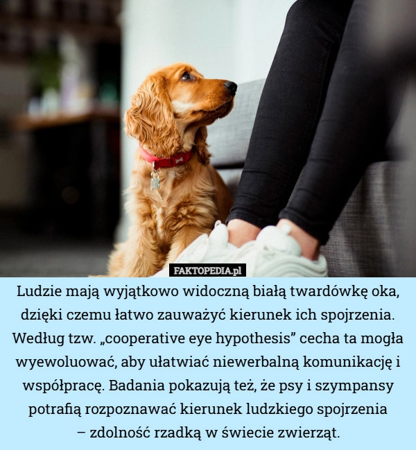 Ludzie mają wyjątkowo widoczną białą twardówkę oka, dzięki czemu łatwo...