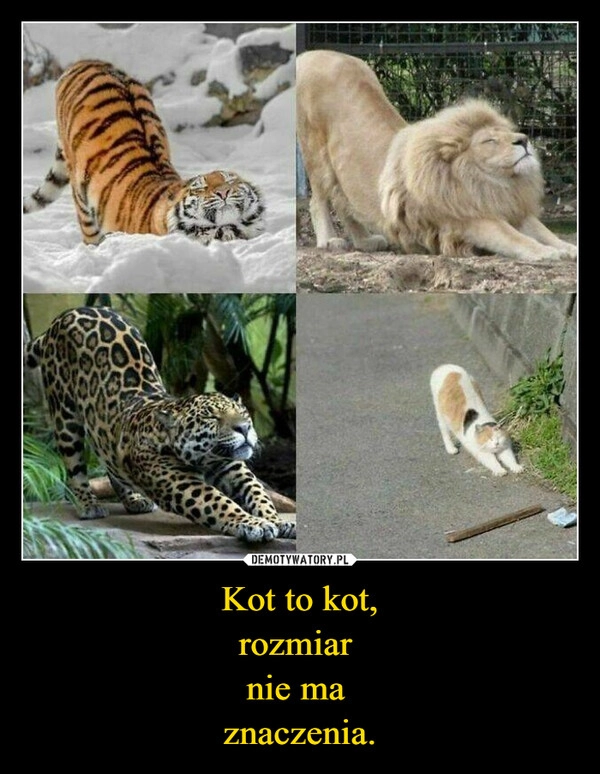 
    Kot to kot,
rozmiar 
nie ma 
znaczenia.