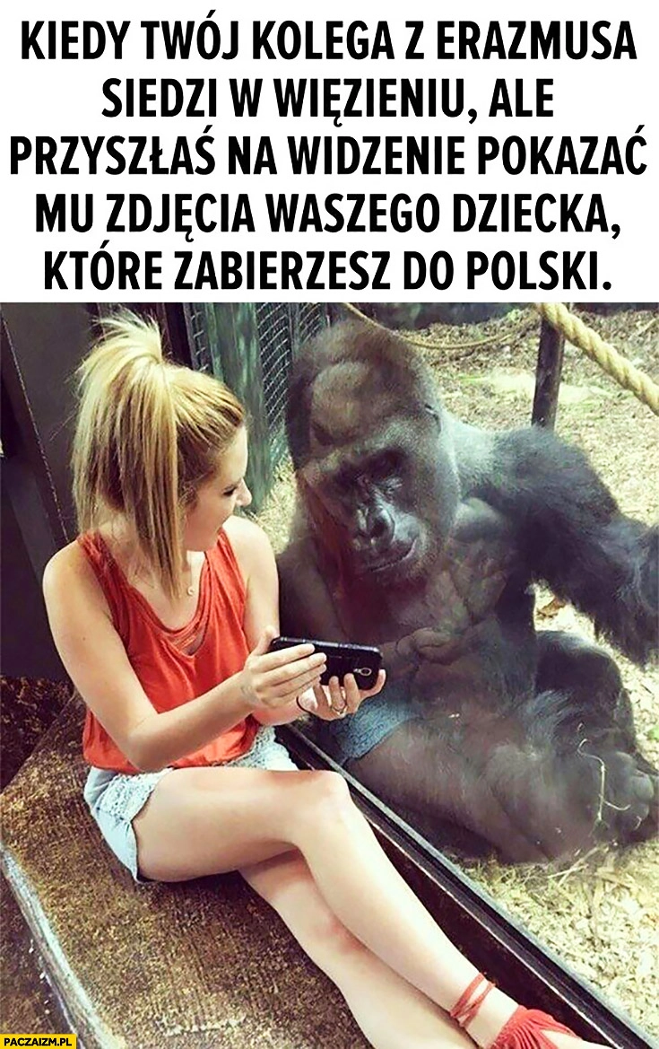 
    Kiedy Twój kolega z Erazmusa siedzi w więzieniu, ale przyszłaś na widzenie pokazać mu zdjęcie waszego dziecka, które zabierzesz do Polski małpa goryl
