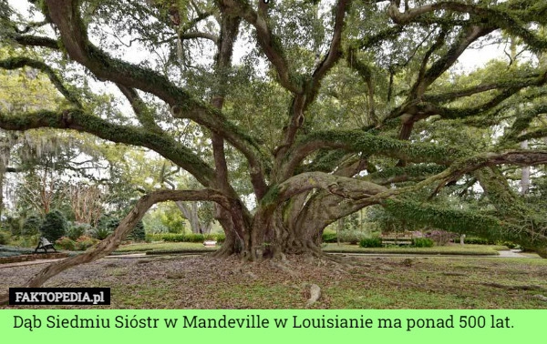 
    Dąb Siedmiu Sióstr w Mandeville w Louisianie ma ponad 500 lat.