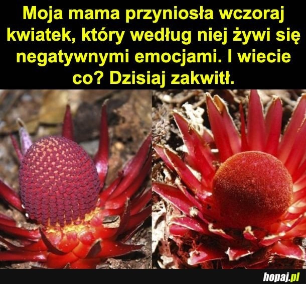 
    No cóż...