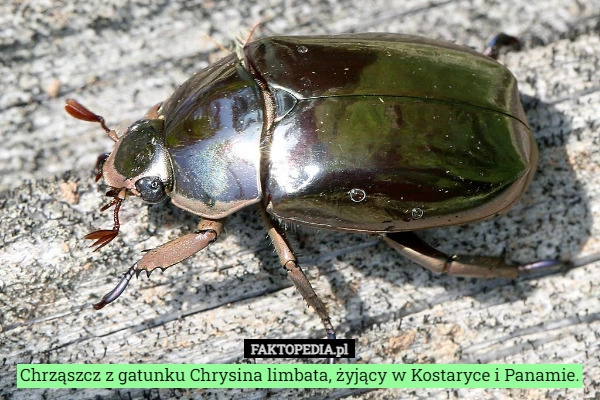 
    Chrząszcz z gatunku Chrysina limbata, żyjący w Kostaryce i Panamie.