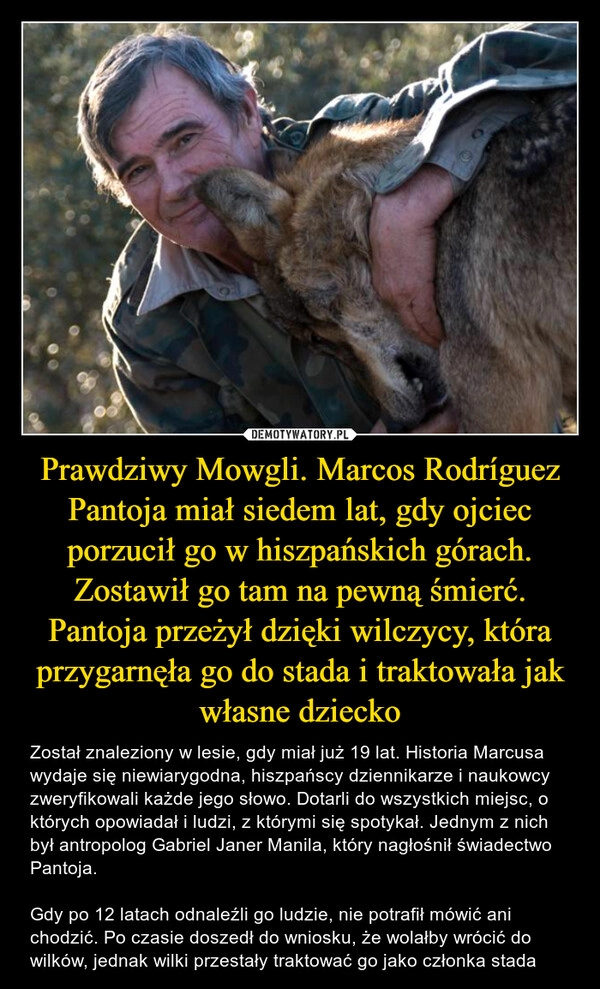 
    Prawdziwy Mowgli. Marcos Rodríguez Pantoja miał siedem lat, gdy ojciec porzucił go w hiszpańskich górach. Zostawił go tam na pewną śmierć. Pantoja przeżył dzięki wilczycy, która przygarnęła go do stada i traktowała jak własne dziecko