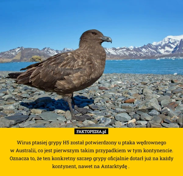 
    Wirus ptasiej grypy H5 został potwierdzony u ptaka wędrownego
 w Australii,