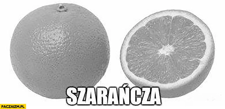 
    Szarańcza szara pomarańcza