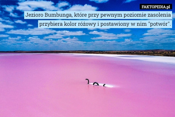 
    Jezioro Bumbunga, które przy pewnym poziomie zasolenia przybiera kolor różowy