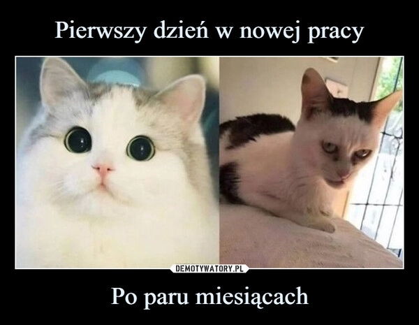 
    Pierwszy dzień w nowej pracy Po paru miesiącach