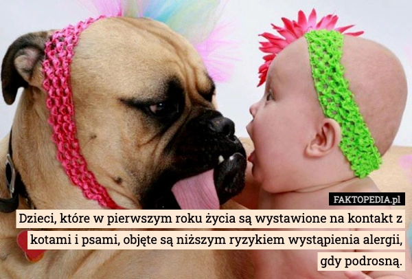 
    Dzieci, które w pierwszym roku życia są wystawione na kontakt z kotami i